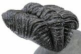 Partially Enrolled Drotops Trilobite - Excellent Eye Facets #222352-2